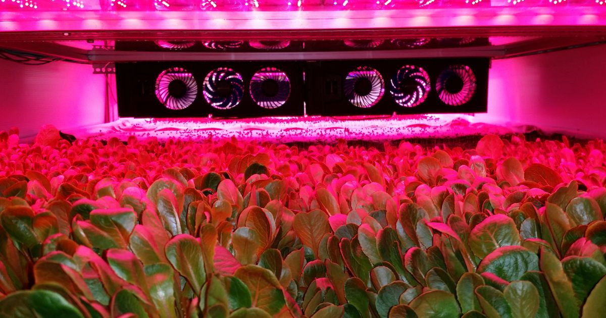 Are LED Grow Lights Harmful to Humans? 