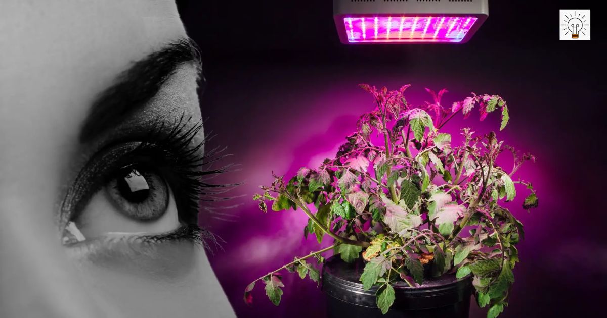 Are LED Grow Lights Safe For Human Eyes?