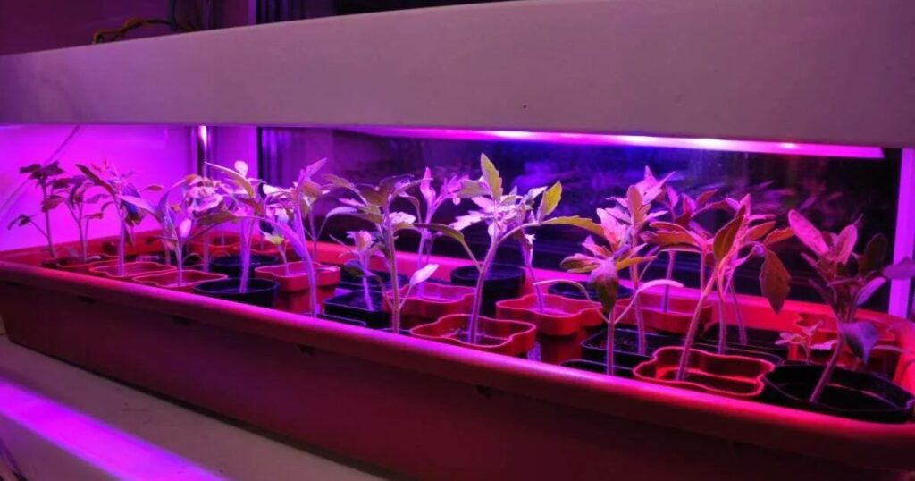 Grows LED Grow Light Diodes Last