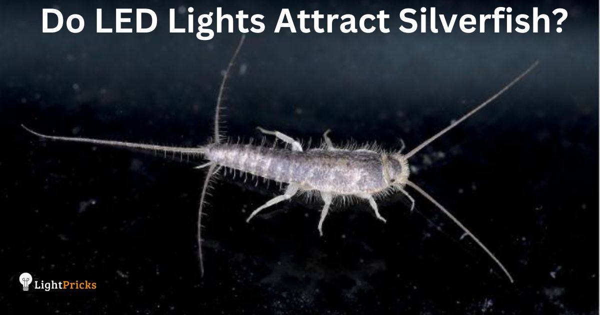 Do LED Lights Attract Silverfish?