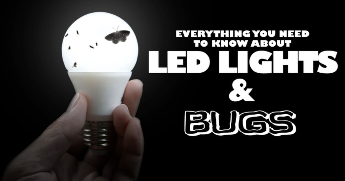 Does Led Lights Attract Spiders?